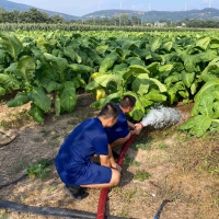 郏县：消防送水到田间 抗旱保秋解烦忧