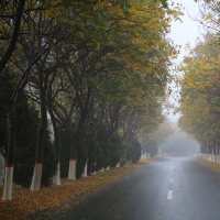 黄河生态廊道 雨中别有韵味